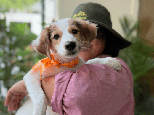 Barket — rescue puppy being held at a Barket experience