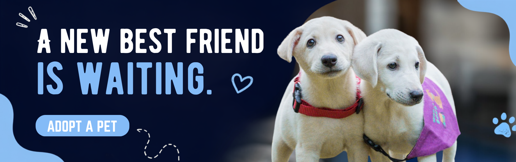 Adopt an Indie dog — Barket adoption programme connecting rescue pups with forever homes