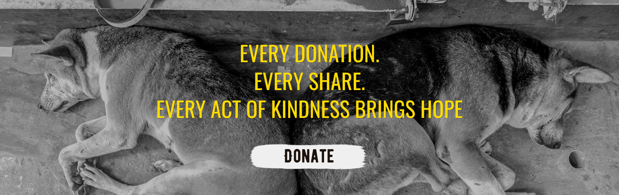 Barket Cares — vaccinations, meals and rescue for India's community dogs