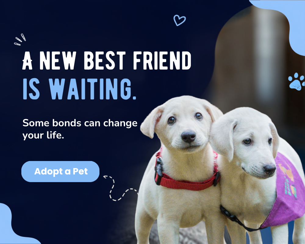 Adopt an Indie dog — Barket adoption programme connecting rescue pups with forever homes