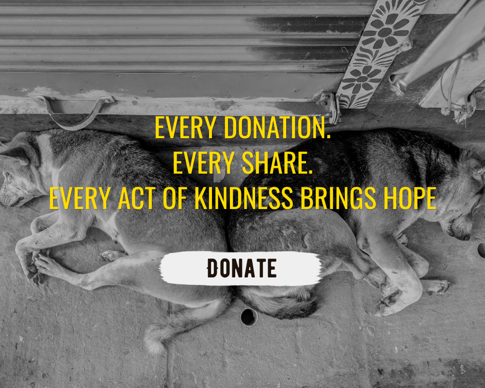Barket Cares — vaccinations, meals and rescue for India's community dogs