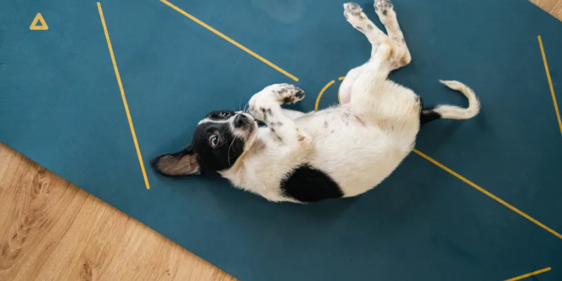 Puppy Yoga session moment