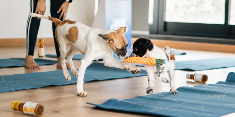 Puppy Yoga session moment