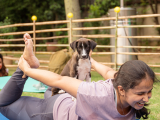 Puppy Yoga Stage