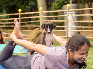 Puppy Yoga Stage
